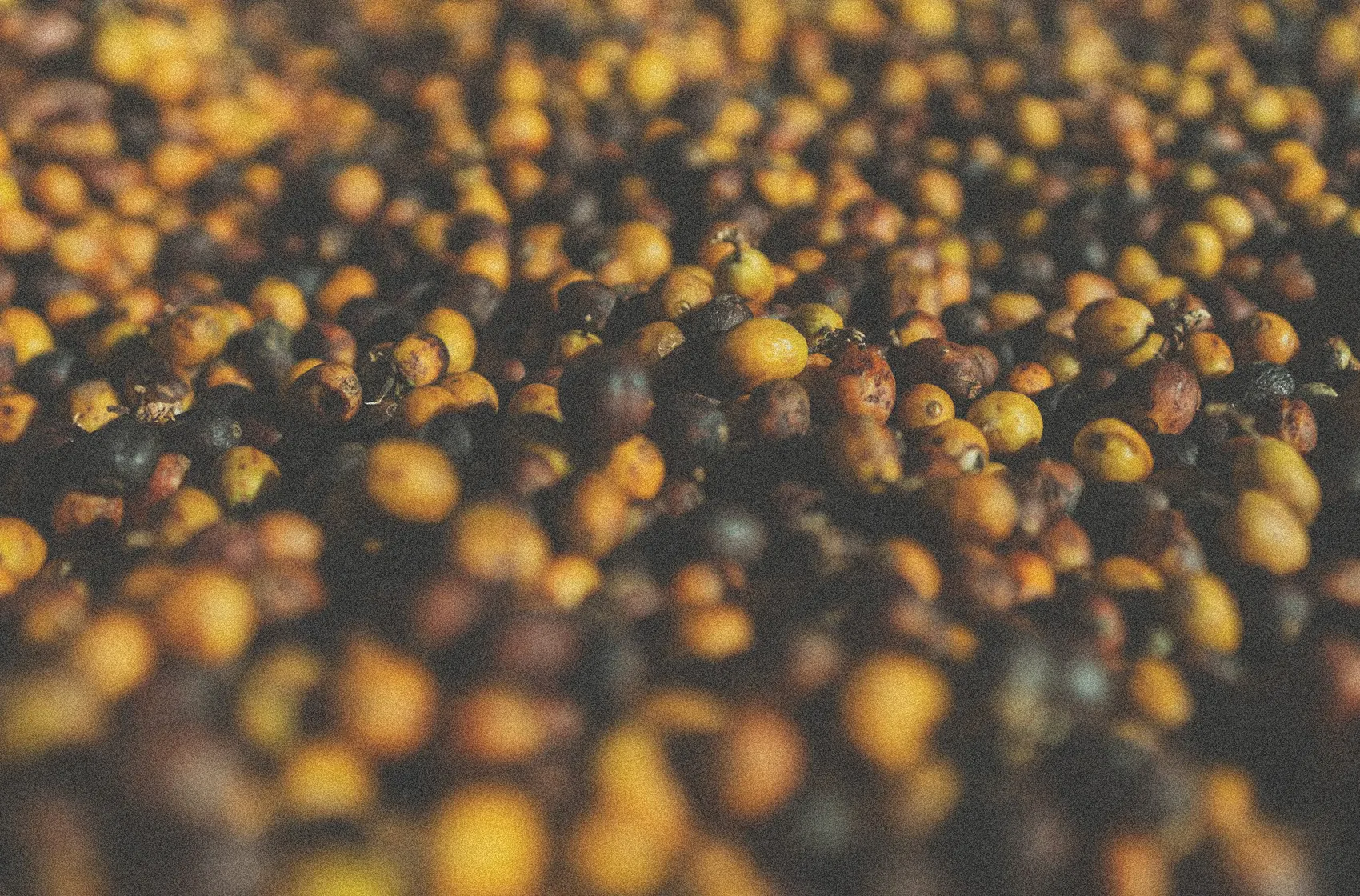 Frutos de café secando ao sol